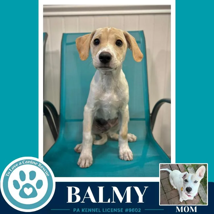 Balmy thumbnail 3
