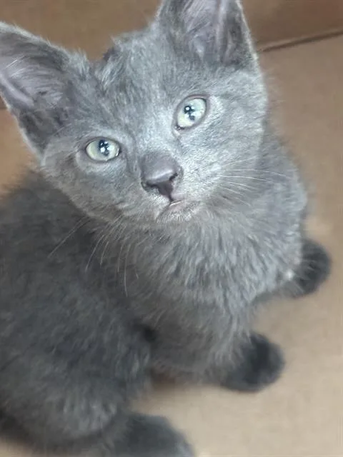 A baby medium-sized male Domestic Short Hair cat named Lucas for adoption in Dallas, TX