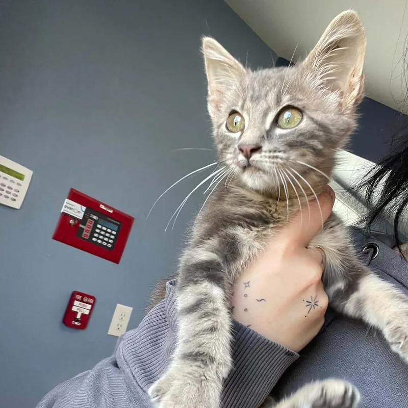 A baby small-sized female Gray / Blue / Silver Domestic Short Hair cat named Emmy Rose for adoption in CHANUTE, KS
