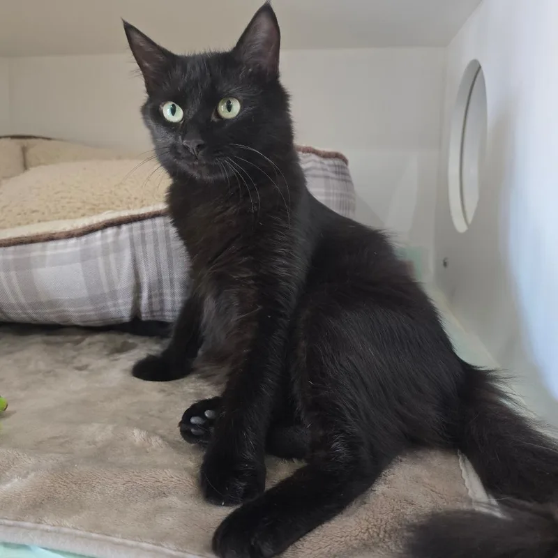 A young small-sized female Domestic Short Hair cat named Dorothy for adoption in Elizabeth City, NC