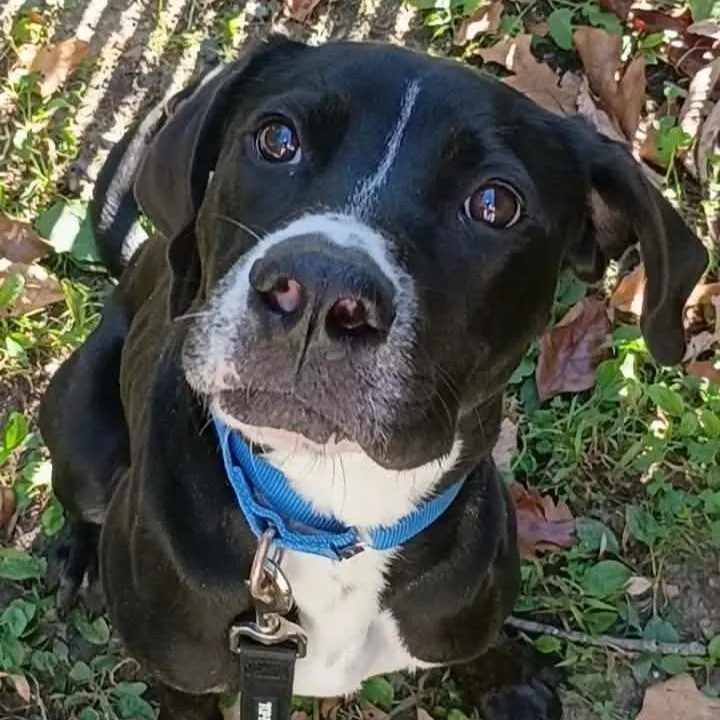 A young medium-sized male Black Hound dog named Tyler for adoption in Voorhees, NJ