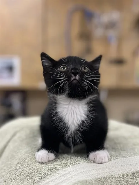 A baby small-sized male Domestic Short Hair cat named Pandy Paws for adoption in Aliquippa, PA