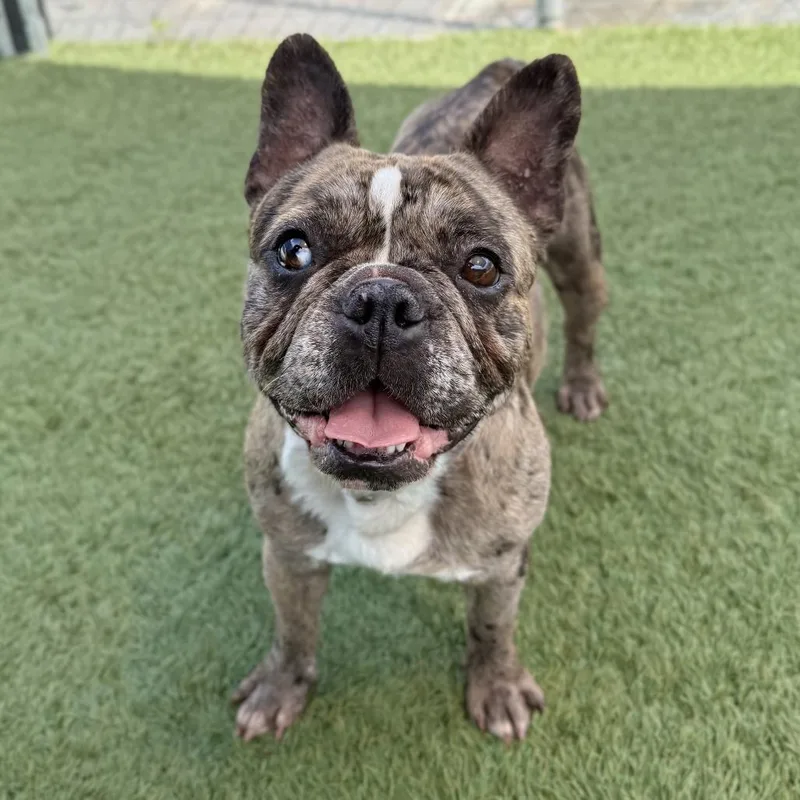 An adult small-sized female Brown / Chocolate French Bulldog dog named Marble for adoption in Long Beach, CA