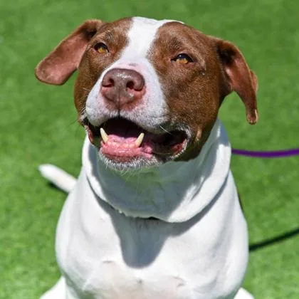 An adult large-sized male Mixed Breed dog named Mr. Pink for adoption in Westbrook, ME