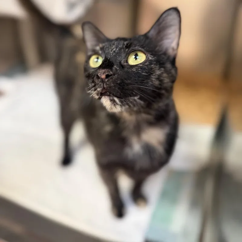 A young large-sized female Black Domestic Short Hair cat named Mama Pajamas for adoption in Perkiomenville, PA