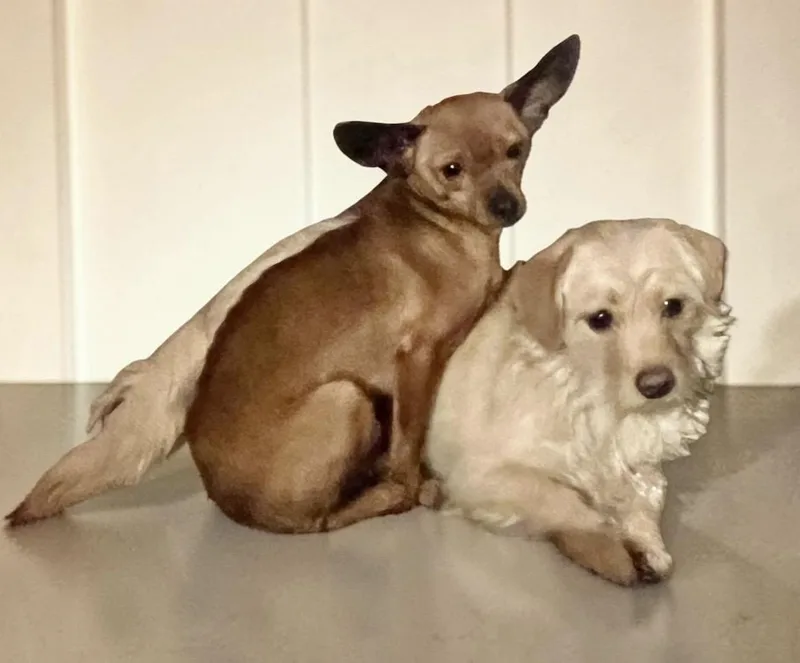 A young small-sized female Apricot / Beige Cairn Terrier dog named Pancake for adoption in seward, AK