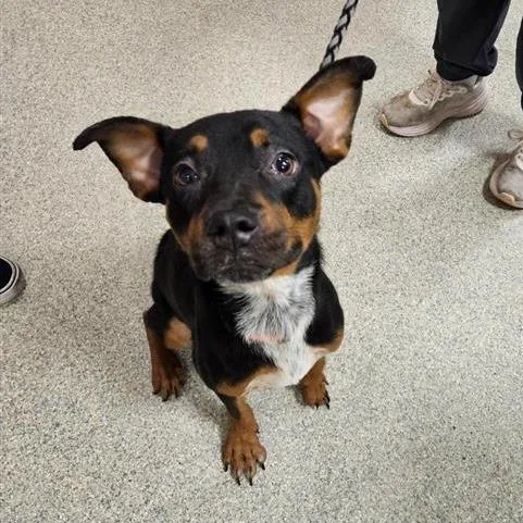 An adult small-sized male Black Mixed Breed dog named Finn for adoption in Jacksonville, FL