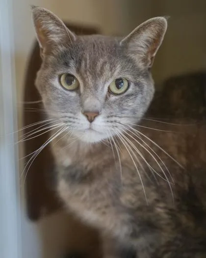 An adult large-sized female Domestic Short Hair cat named Penny for adoption in Pequot Lakes, MN