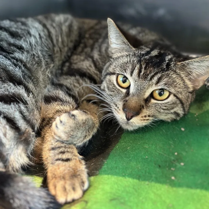 An adult medium-sized male Brown / Chocolate Domestic Short Hair cat named Logo for adoption in Matteson, IL