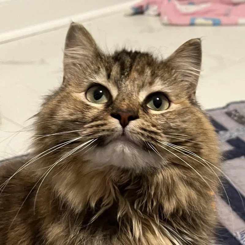 Cerebellum thumbnail 2