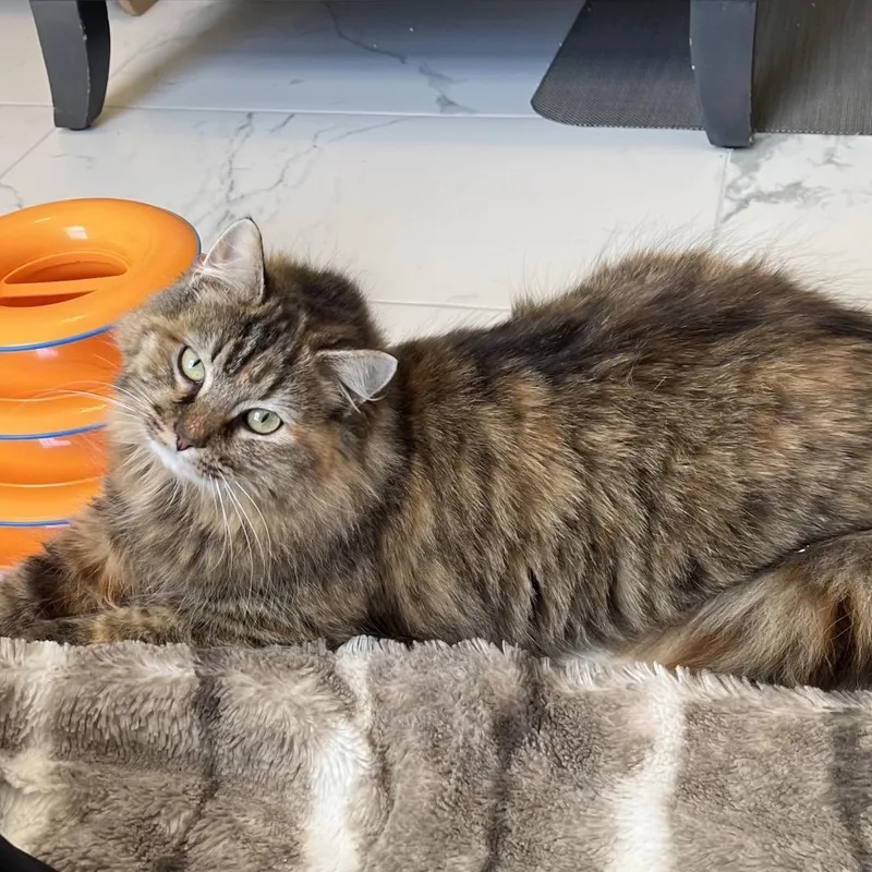 Cerebellum thumbnail 3