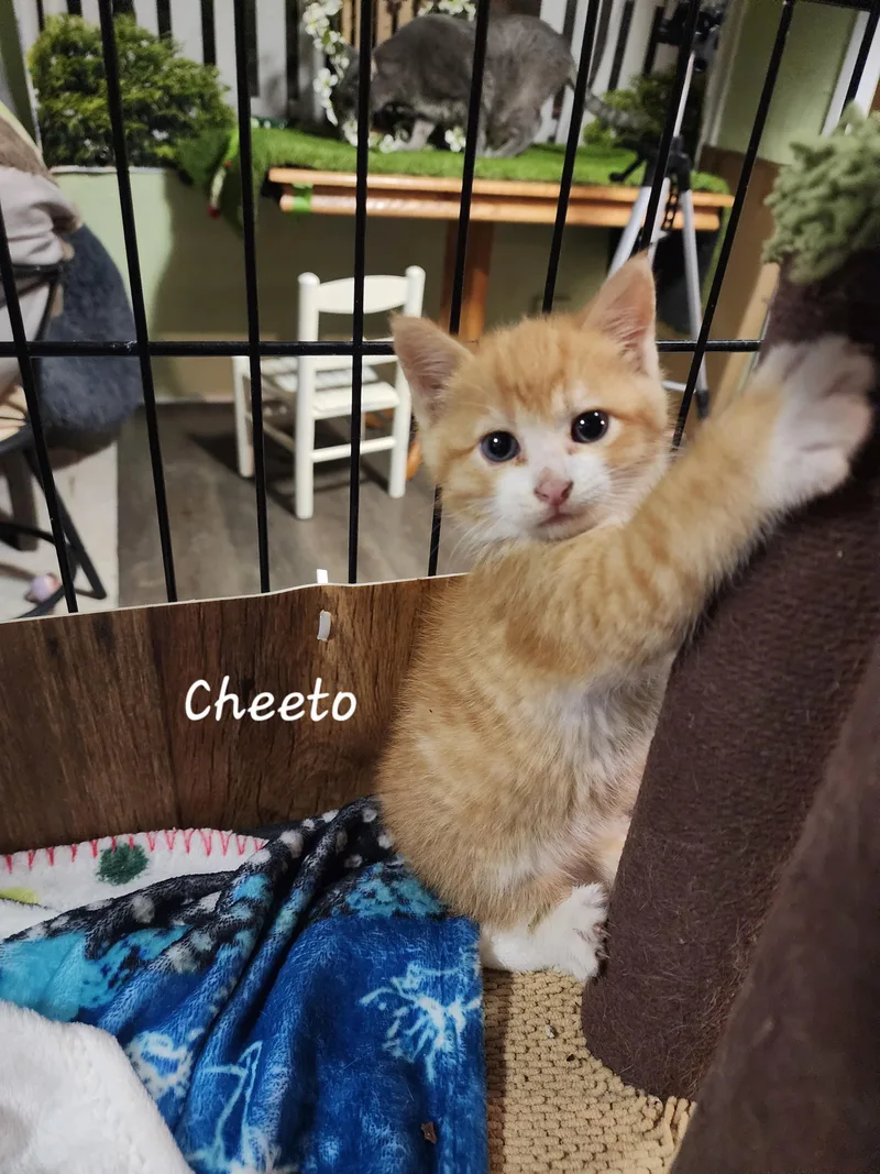 A baby medium-sized male Orange & White Domestic Short Hair cat named Cheeto for adoption in Waterloo, IA
