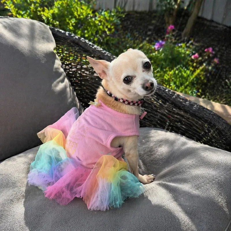 An adult small-sized female White / Cream Chihuahua dog named Candy for adoption in Las Vegas, NV