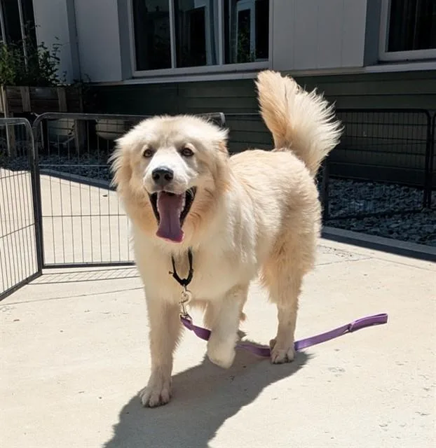 A young small-sized male Great Pyrenees dog named Trivor for adoption in Leesburg, VA