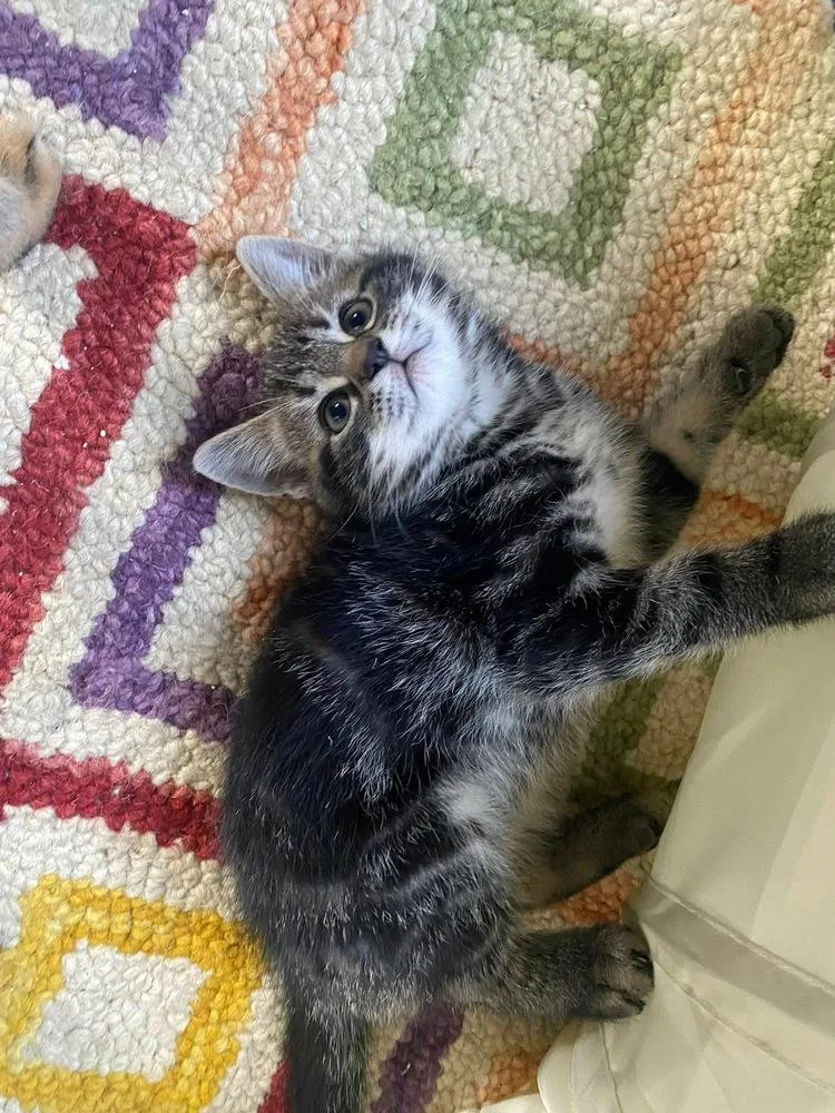 A baby small-sized male Brown / Chocolate Exotic Shorthair cat named Nyt Games:  Mini for adoption in Warren, CT