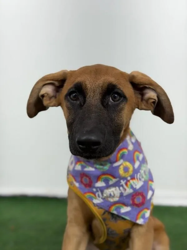 A baby medium-sized female Red / Chestnut / Orange Belgian Shepherd / Malinois dog named Bella for adoption in Carlsbad, CA