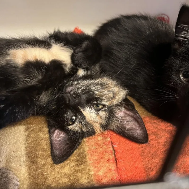 A baby small-sized female Tortoiseshell Domestic Short Hair cat named Posy for adoption in Albert Lea, MN
