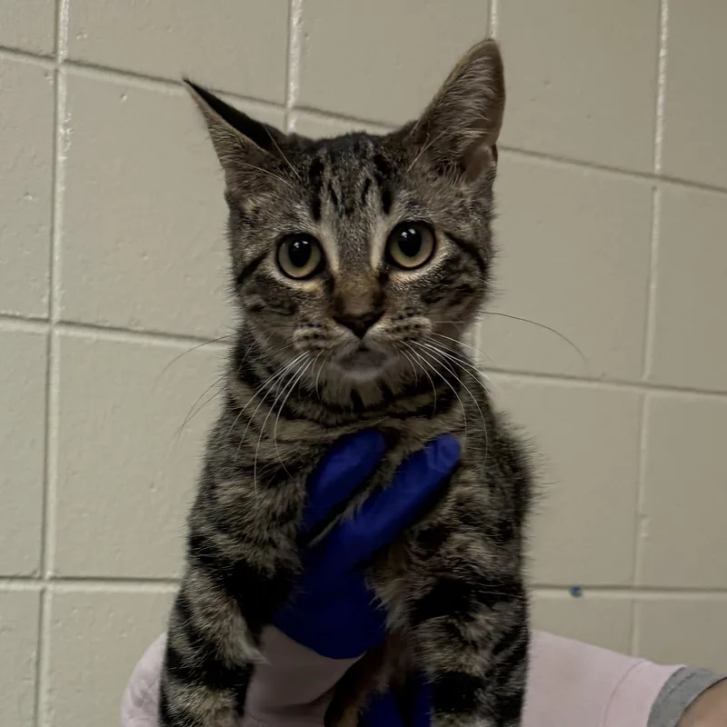 A young small-sized female Domestic Short Hair cat named Hazel for adoption in Kearney, NE