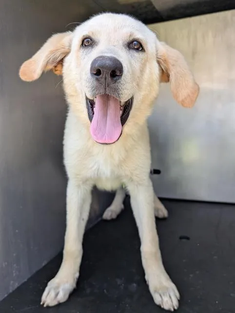 A young medium-sized male Labrador Retriever dog named Yang for adoption in San Antonio, TX