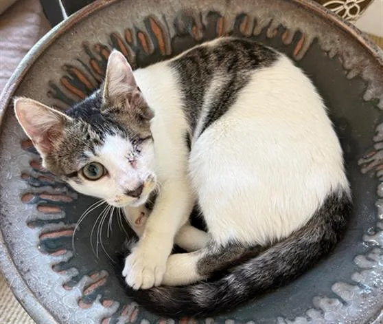 A baby small-sized male Domestic Short Hair cat named Zander for adoption in Fairfield, CA