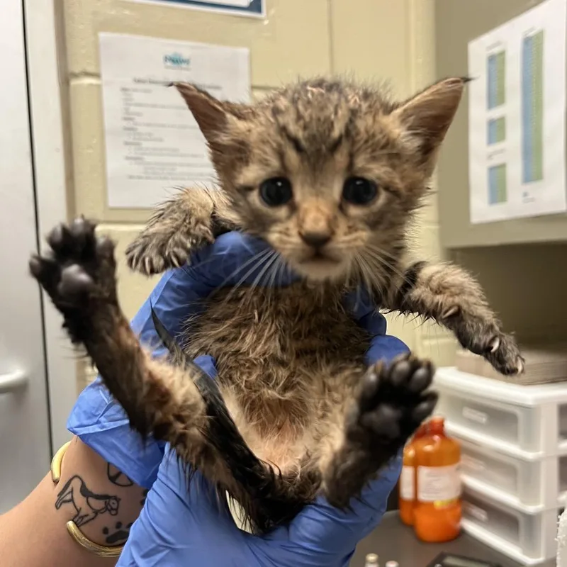 A baby small-sized female Gray / Blue / Silver Domestic Short Hair cat named Seaweed for adoption in Columbus, GA