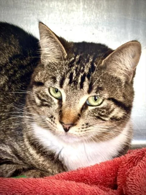 A young medium-sized female Domestic Short Hair cat named Kasper for adoption in Los Angeles, CA