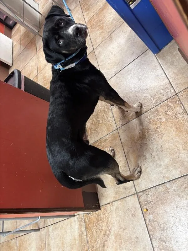 An adult medium-sized male Black Mixed Breed dog named Sonic for adoption in Cincinnati, OH