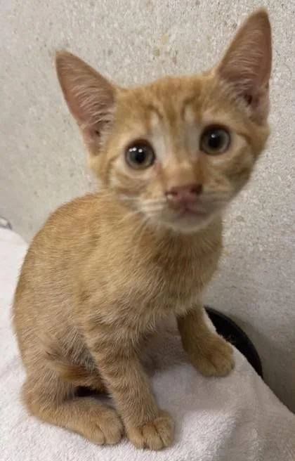 A baby small-sized female Domestic Short Hair cat named Lana for adoption in Honolulu, HI
