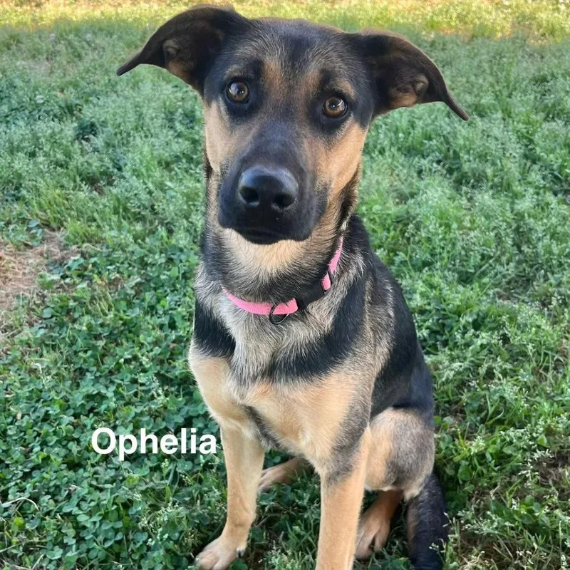 Ophelia