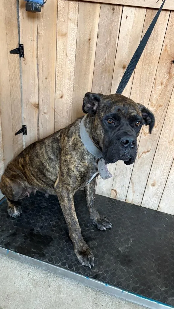 An adult large-sized female Cane Corso dog named Stacey for adoption in Missouri City, TX