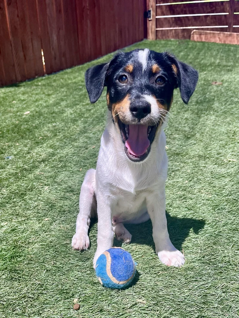 A baby small-sized male Jack Russell Terrier dog named John David for adoption in El Cajon, CA