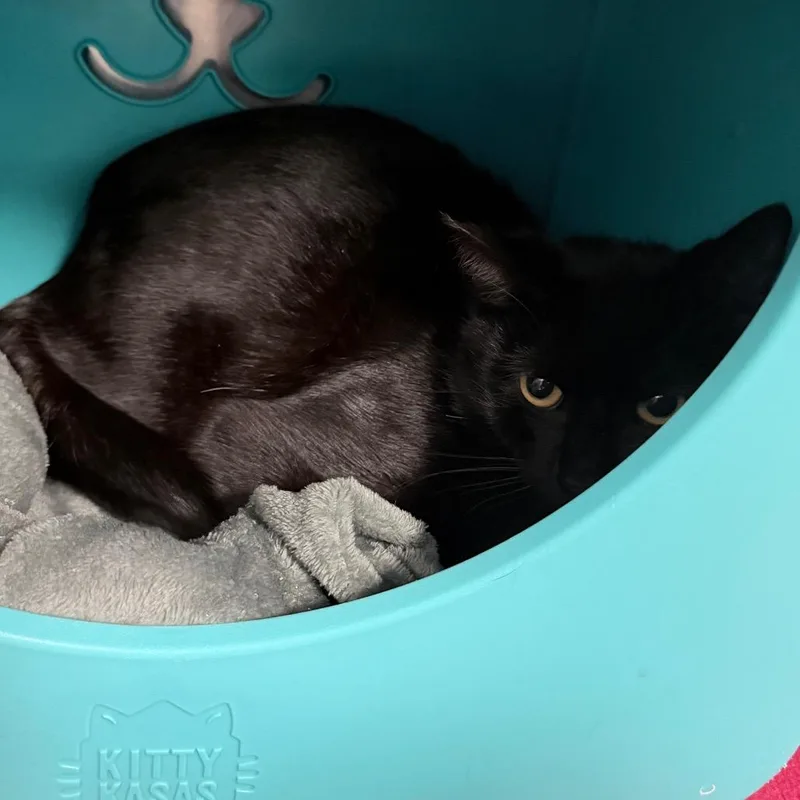 A young medium-sized male Brown / Chocolate Domestic Short Hair cat named Butcher for adoption in Titusville, FL
