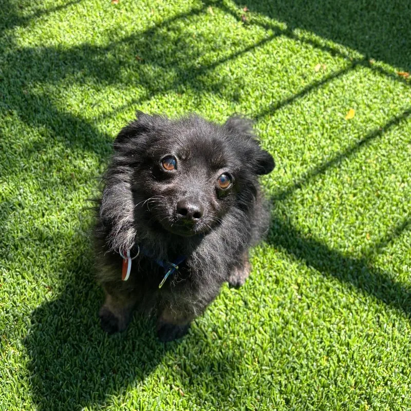 A young small-sized male Black Chihuahua dog named Arlo A for adoption in Mission Hills, CA