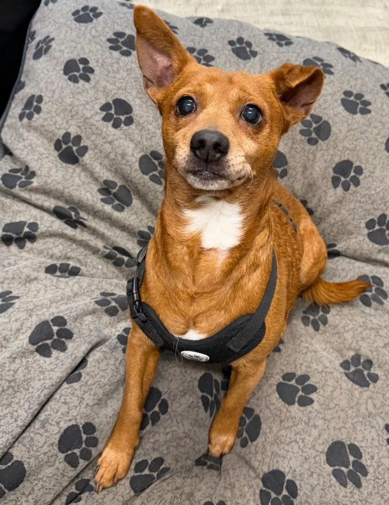 A senior medium-sized male Chihuahua dog named Pappy for adoption in Ellijay, GA