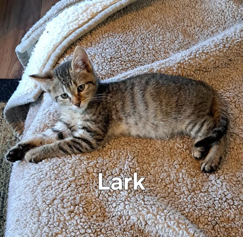 A baby small-sized male Domestic Short Hair cat named Lark for adoption in Plattsburgh, NY