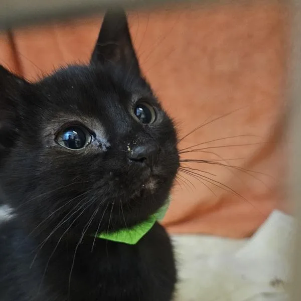 A baby medium-sized male Domestic Short Hair cat named Benson Boone for adoption in Dublin, CA
