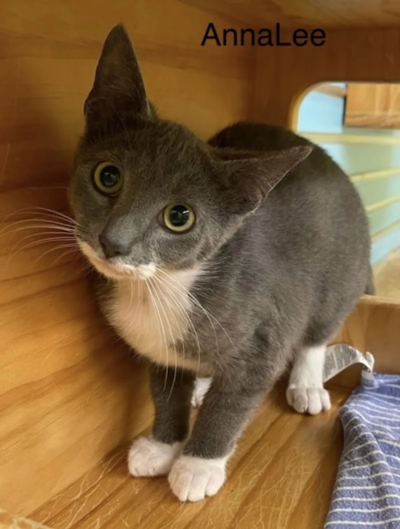An adult medium-sized female Gray & White Domestic Short Hair cat named Annalee for adoption in Pawleys Island, SC