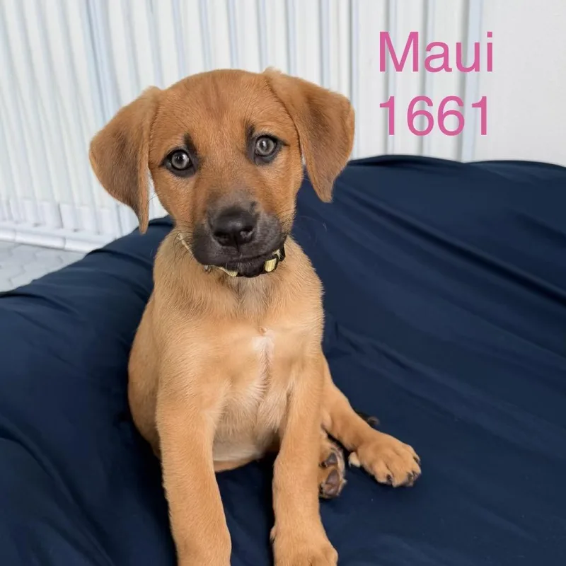 A baby small-sized female Yellow / Tan / Blond / Fawn Labrador Retriever dog named Maui for adoption in Tacoma, WA