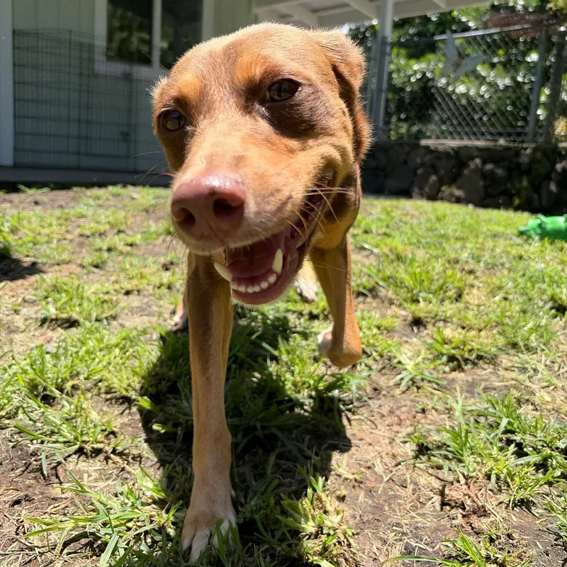 An adult medium-sized female Brown / Chocolate Mixed Breed dog named Hershey for adoption in Keaau, HI