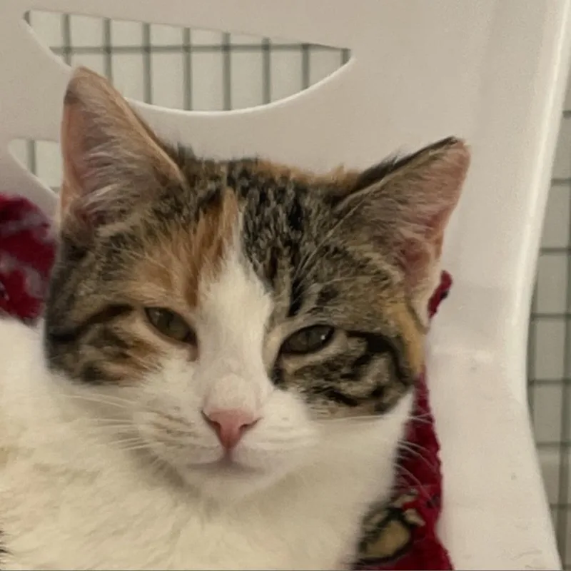 An adult medium-sized female Calico Domestic Short Hair cat named Hadassa for adoption in East Smithfield , PA