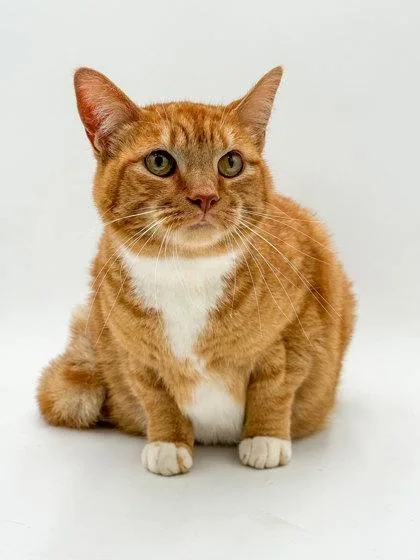 An adult small-sized male Domestic Short Hair cat named Moonpie for adoption in Bowling Green, KY