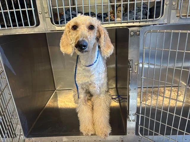 A young large-sized female Poodle dog named Dior for adoption in Grand Prairie, TX