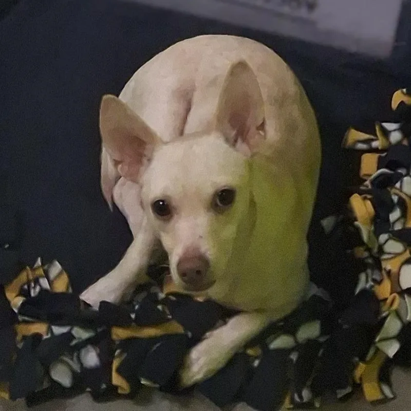 An adult small-sized male Chihuahua dog named Unexpected Ned for adoption in Spokane, WA