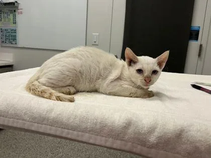 A baby small-sized male White Domestic Short Hair cat named Candy Cigarettes for adoption in Kansas City, MO