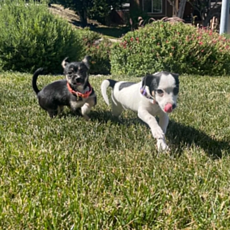 A baby small-sized female Chihuahua dog named Georgia for adoption in Antioch, CA