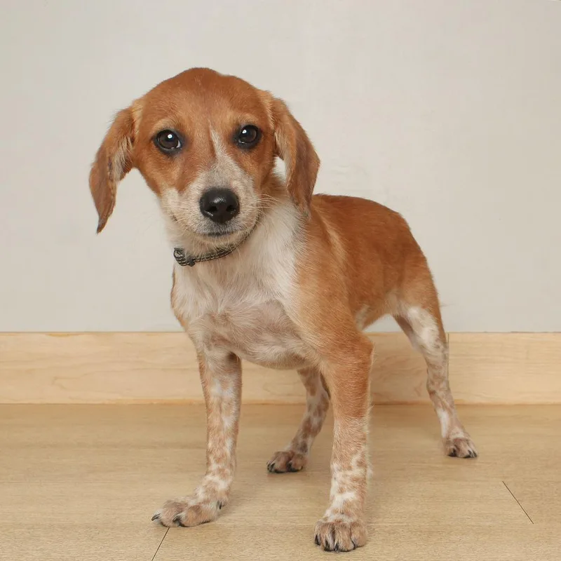 A baby small-sized female Red / Chestnut / Orange Beagle dog named Bruno Barks D for adoption in Minnetonka, MN