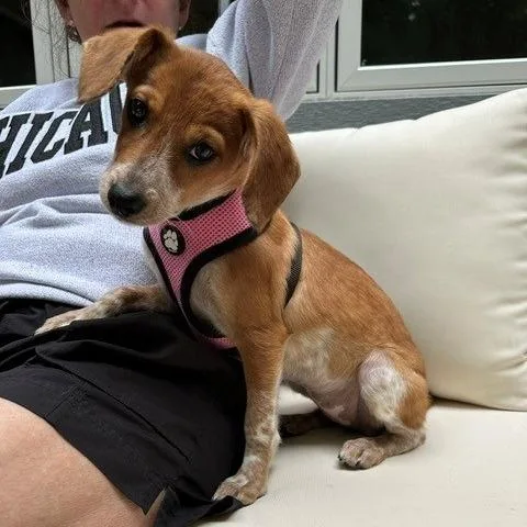 Bruno Barks D thumbnail 2