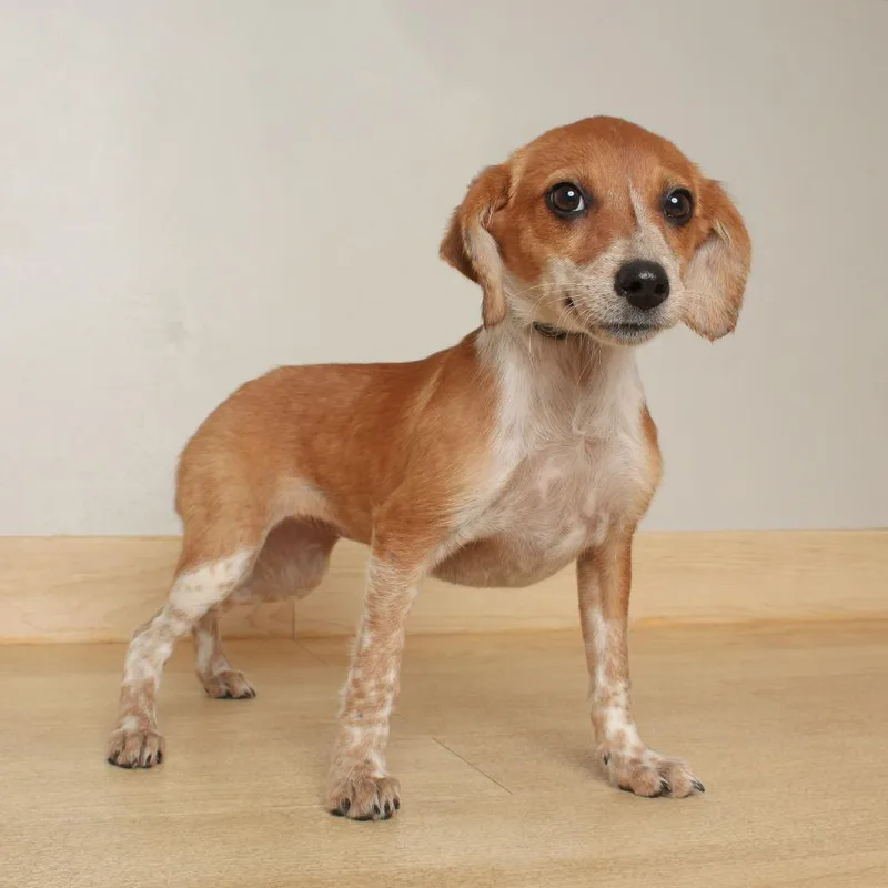 Bruno Barks D thumbnail 3