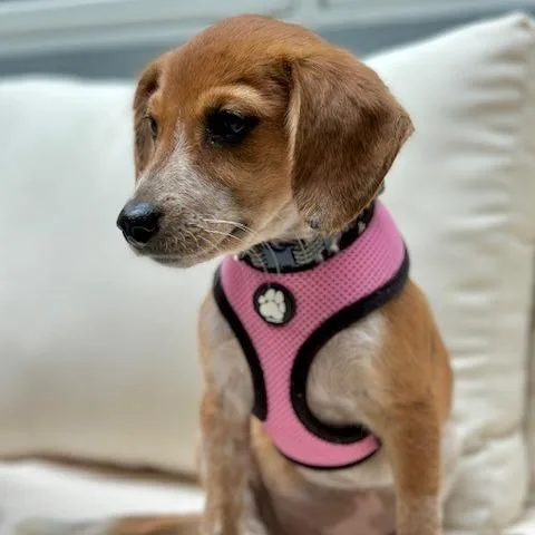 Bruno Barks D thumbnail 5