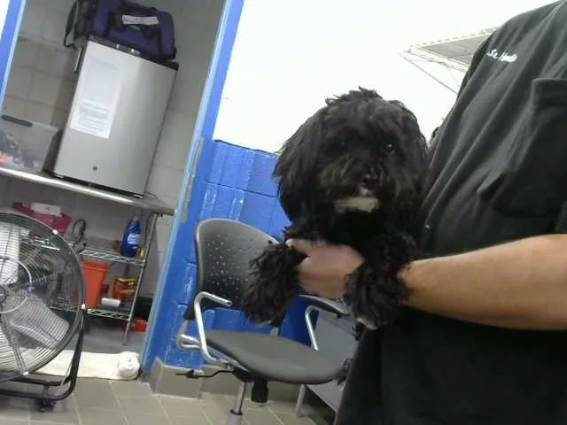 A young medium-sized female Poodle dog named Lucy for adoption in Albuquerque, NM